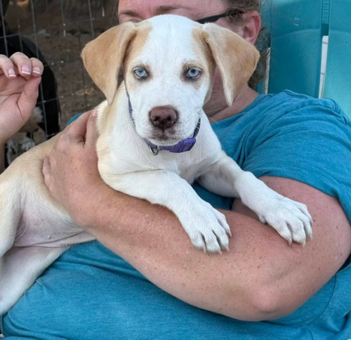 picture of the dog needing adoption