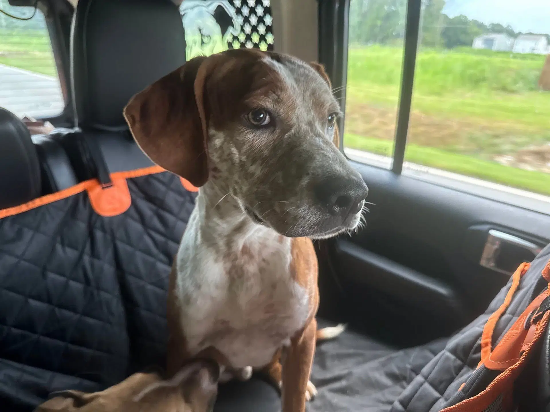 Hammond - Coming Soon - Australian Cattle Dog/Blue Heeler
