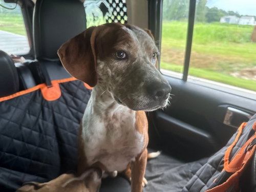 picture of the dog needing adoption