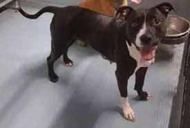 Maddie- Coming Soon - Terrier