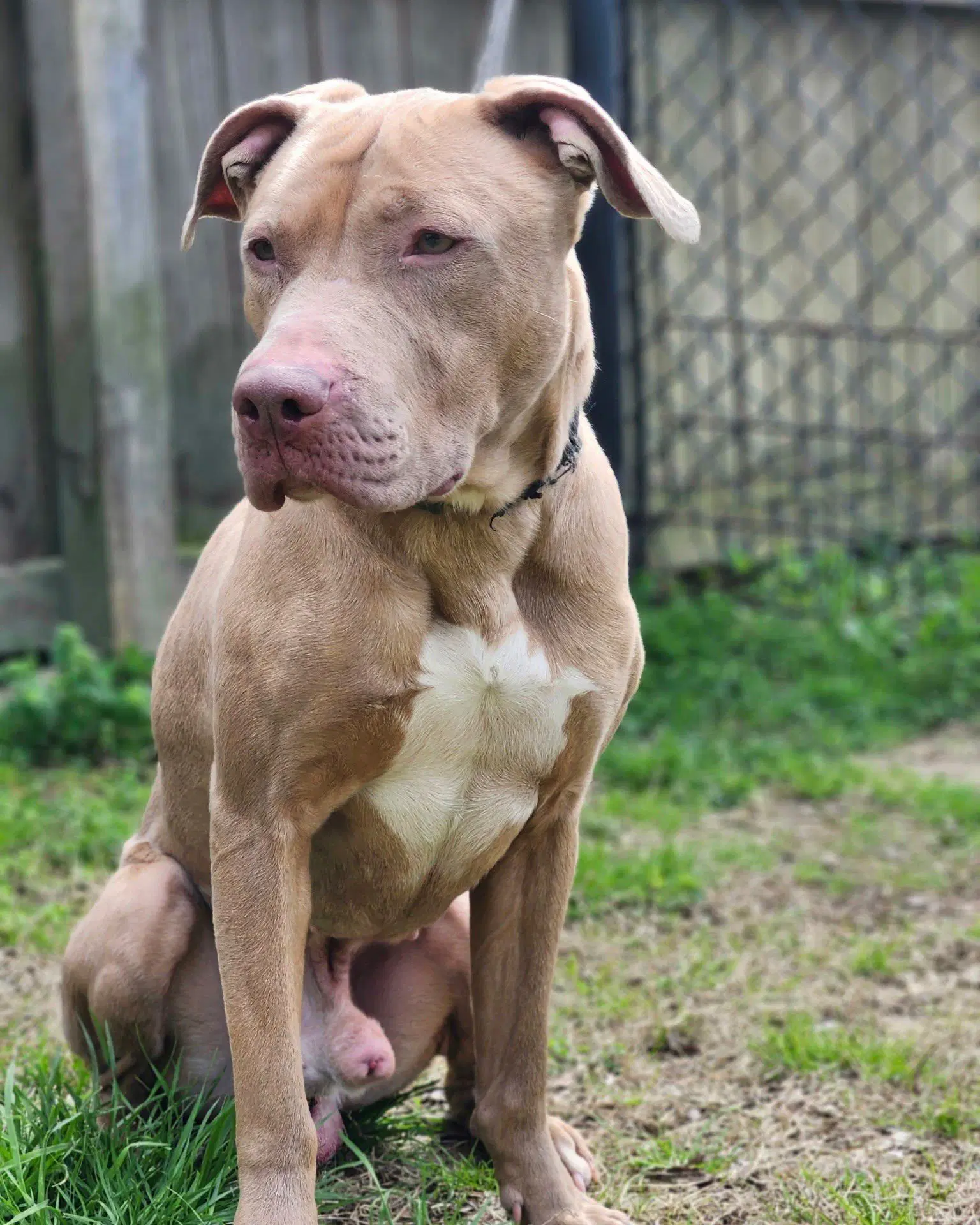 Benji image 3