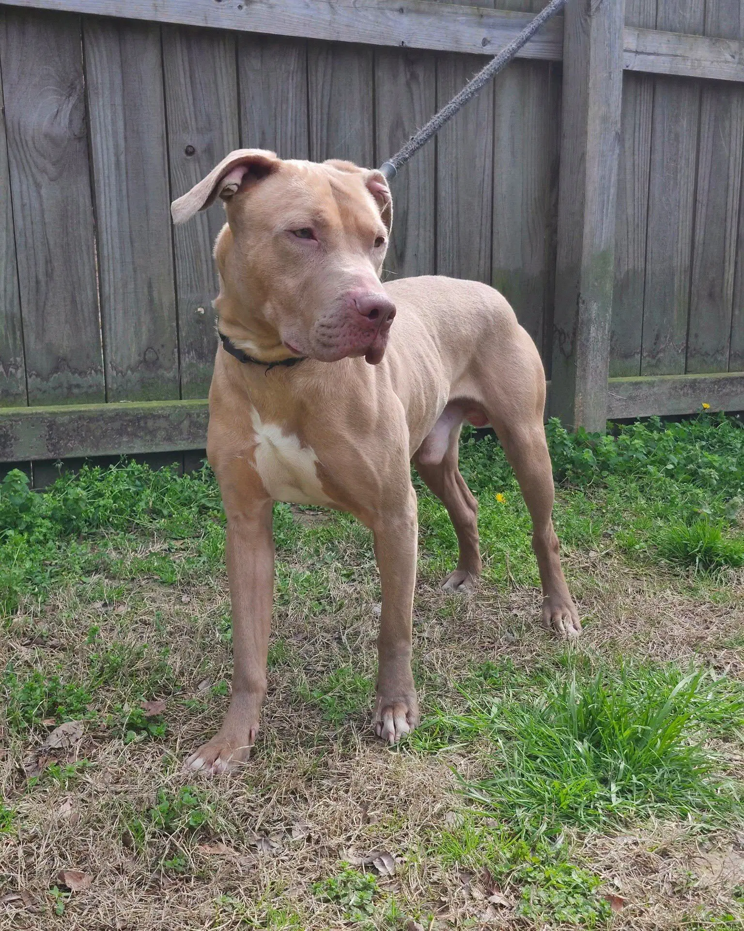 Benji image 4