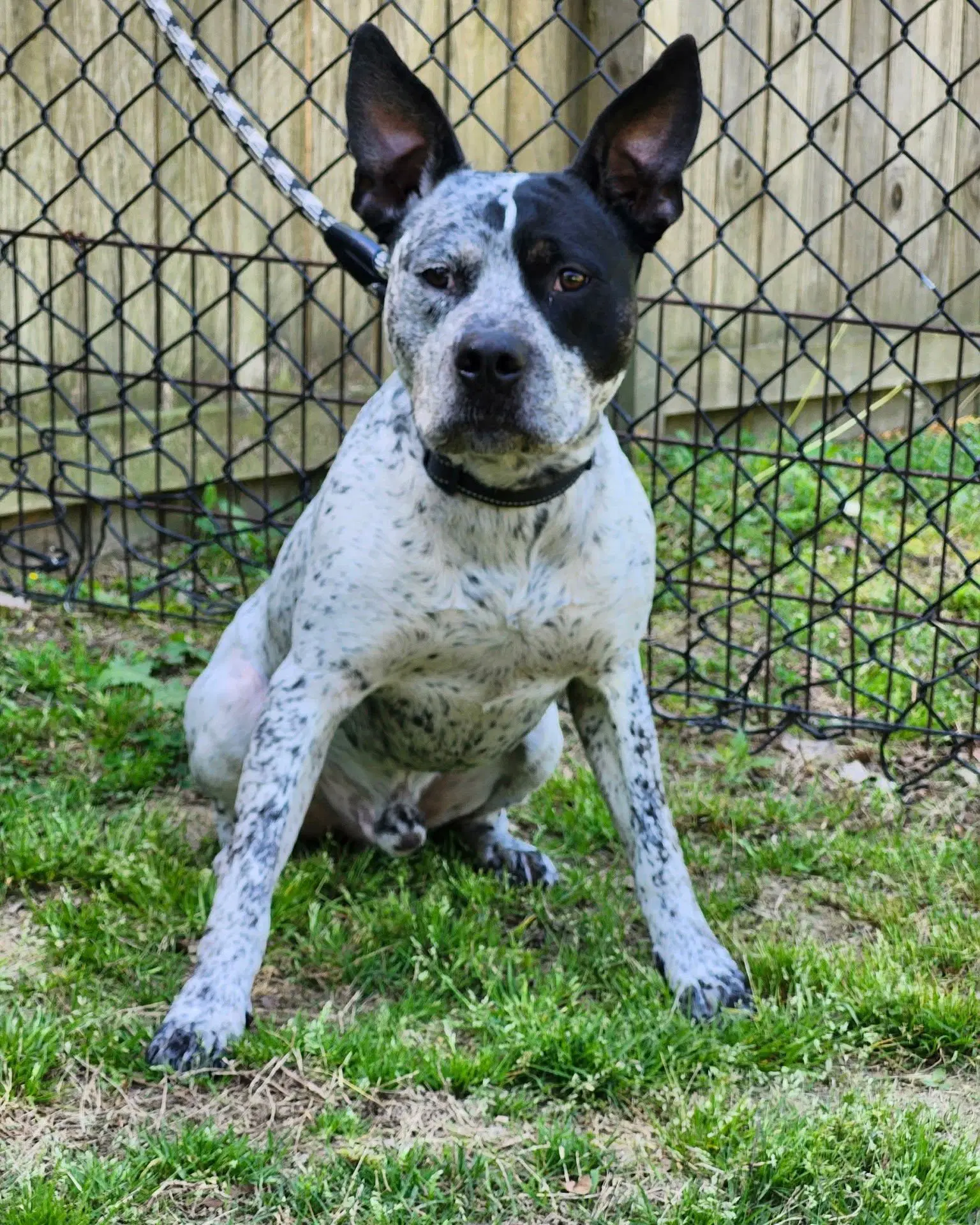 Ruger - Coming Soon - Australian Cattle Dog/Blue Heeler