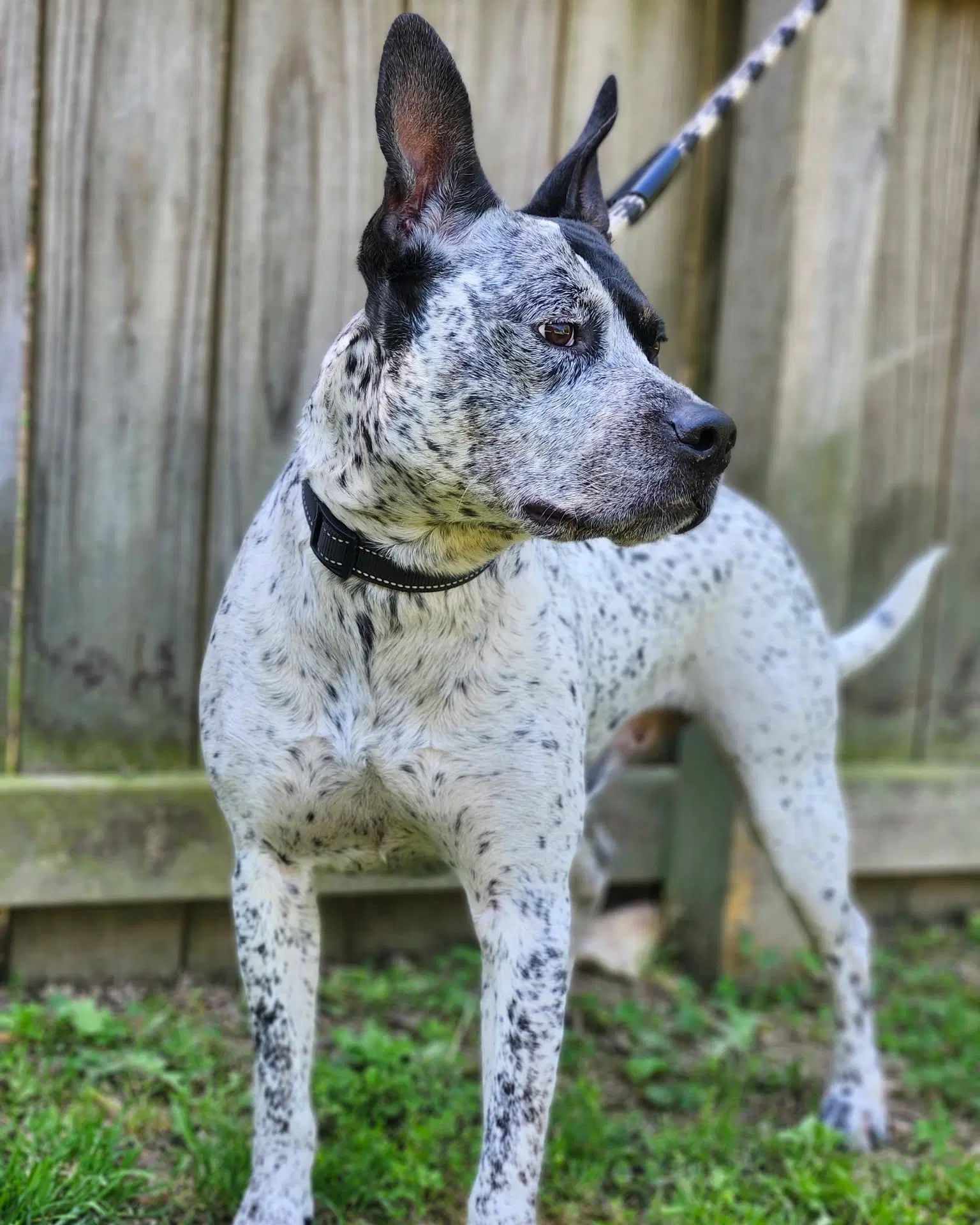 Ruger - Coming Soon image 3