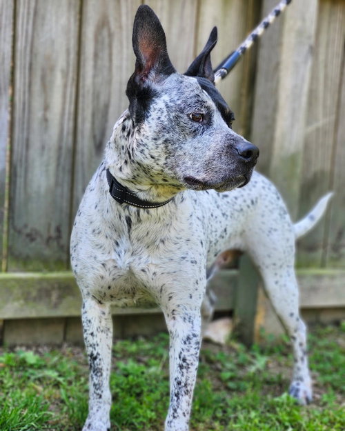 Photo 3 of Ruger - coming soon!
