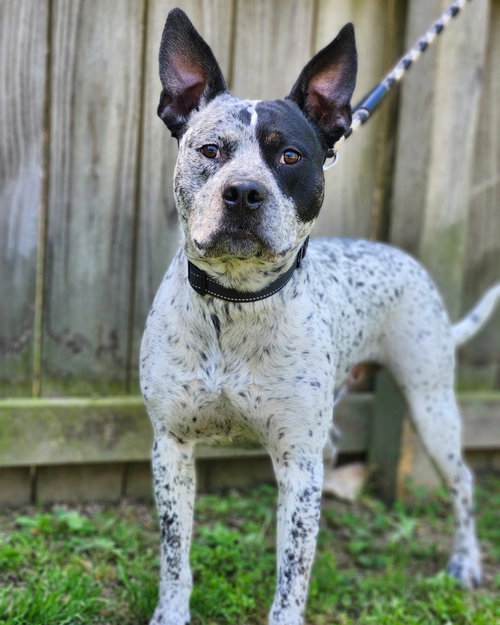 Photo 5 of Ruger - coming soon!