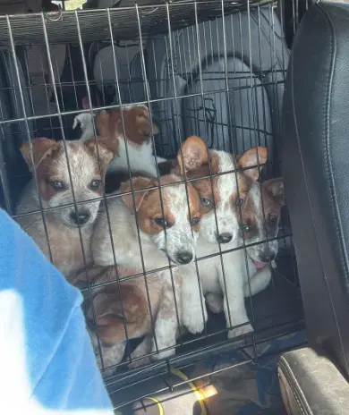 Heeler Puppies - image 1