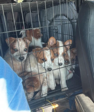 Heeler Puppies -