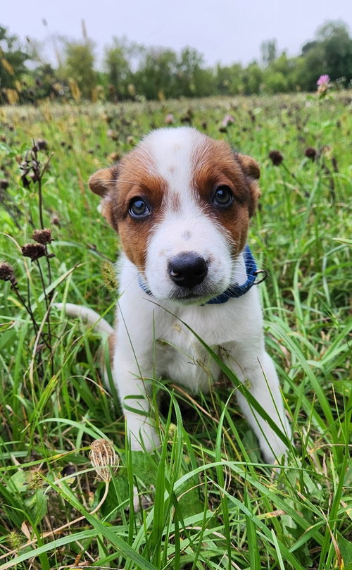 Photo 4 of Casper - Halloween Litter