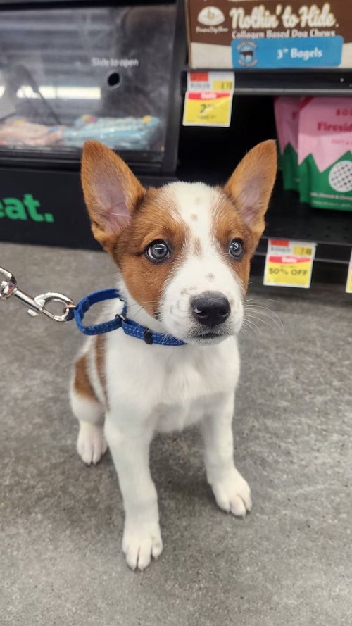 picture of the dog needing adoption