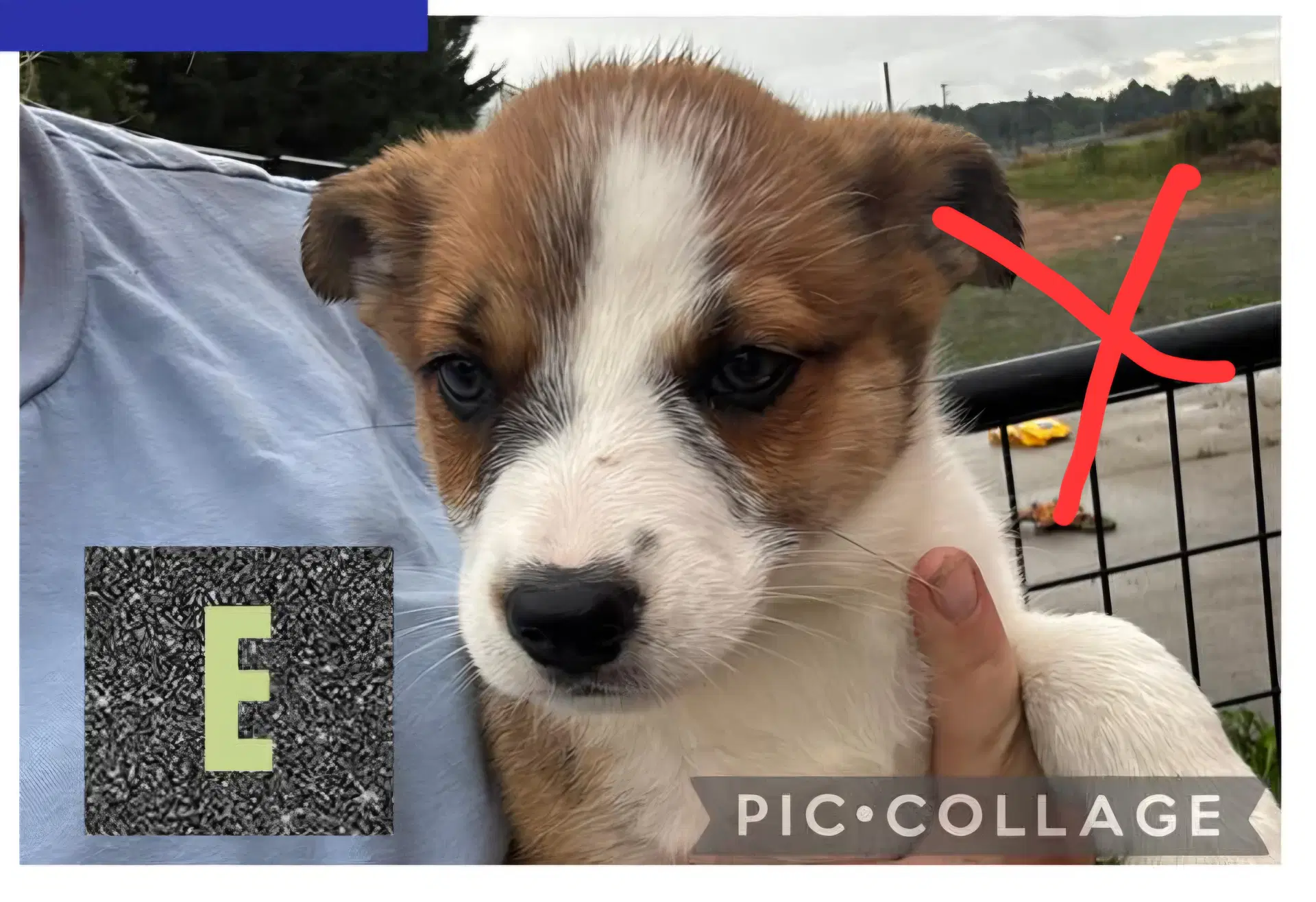 Spirit - Halloween Litter - Australian Cattle Dog/Blue Heeler