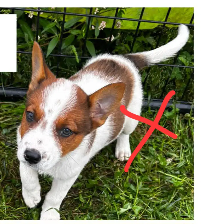 Wizard - Halloween Litter - Australian Cattle Dog/Blue Heeler