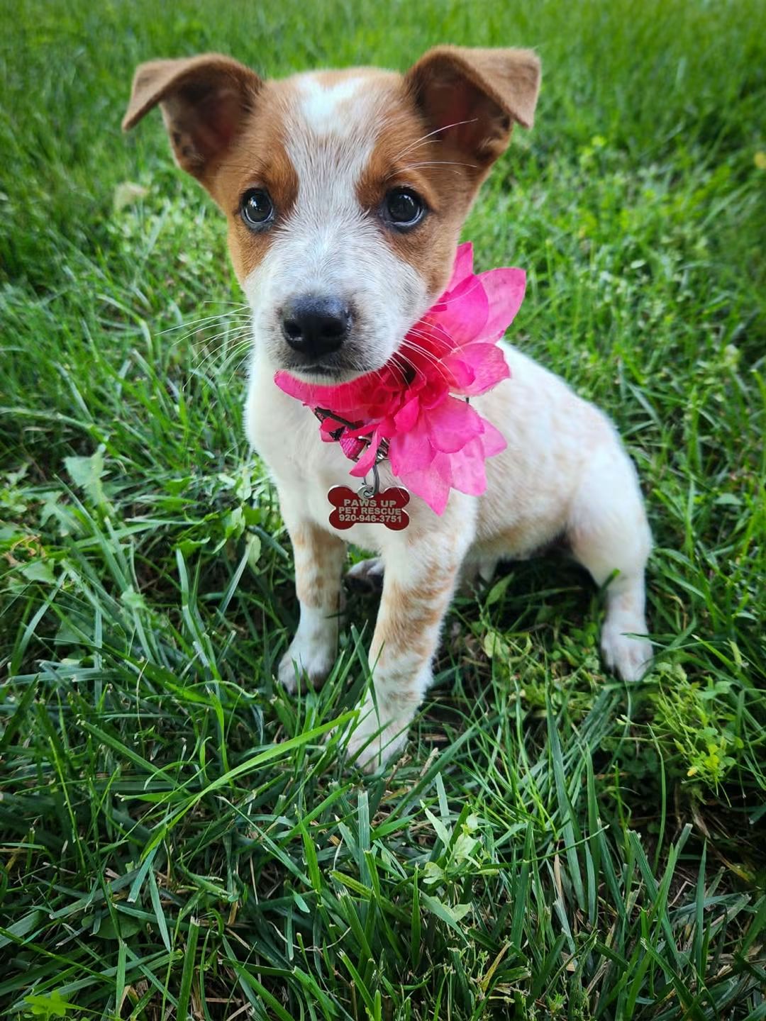 Pumpkin - Halloween Litter