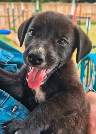Dolly - Labrador Retriever
