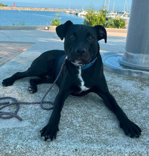 Rowan, Black Labrador Retriever