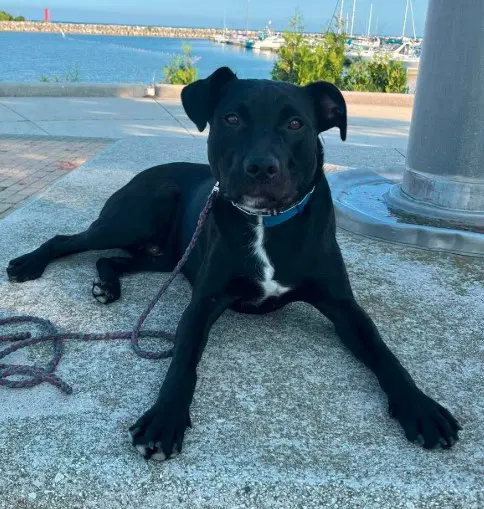 Rowan - Black Labrador Retriever