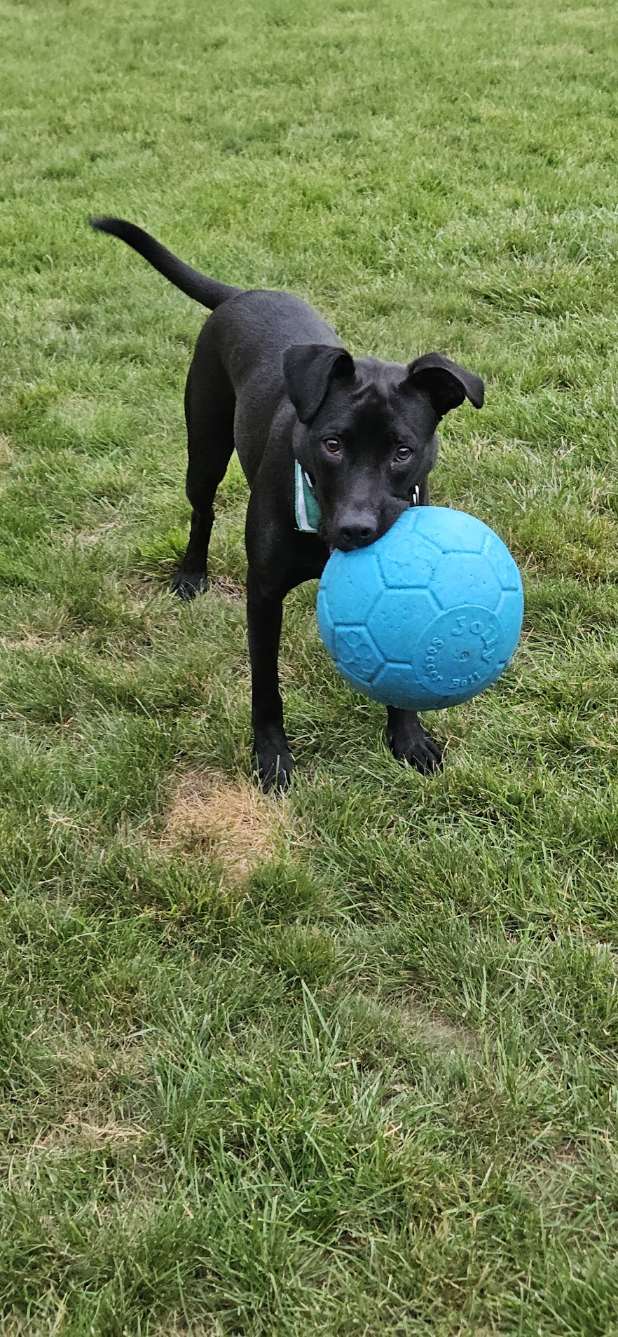 Rowan, photo 4