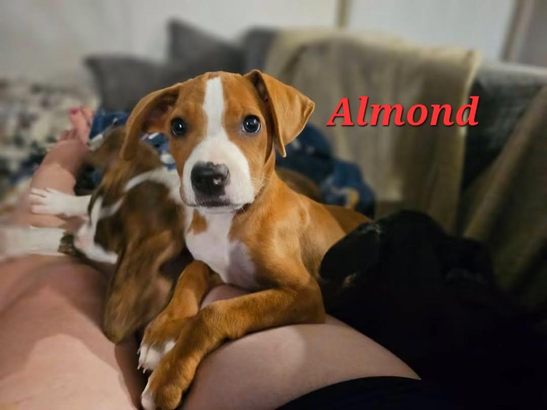 Almond -  Nut Litter, Labrador Retriever
