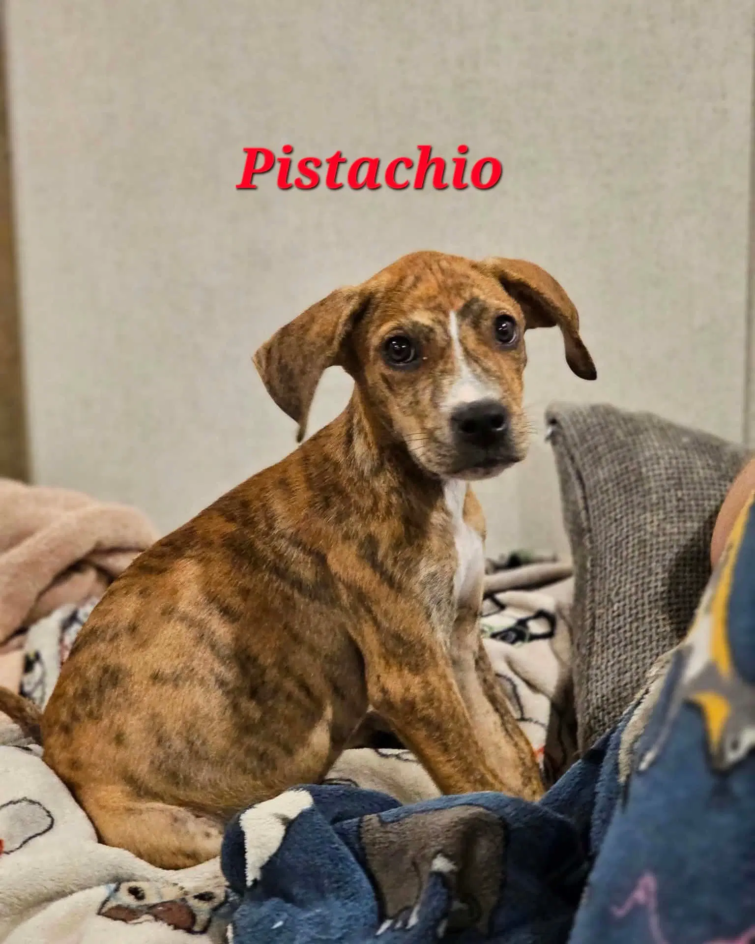 Pistacho - Nut Litter - Labrador Retriever