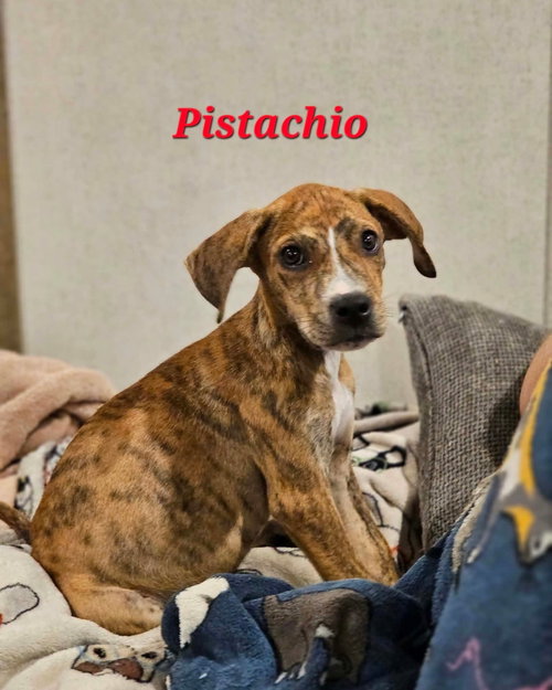 PISTACHO - NUT LITTER, a dog for adoption from PAWS UP PET RESCUE INC