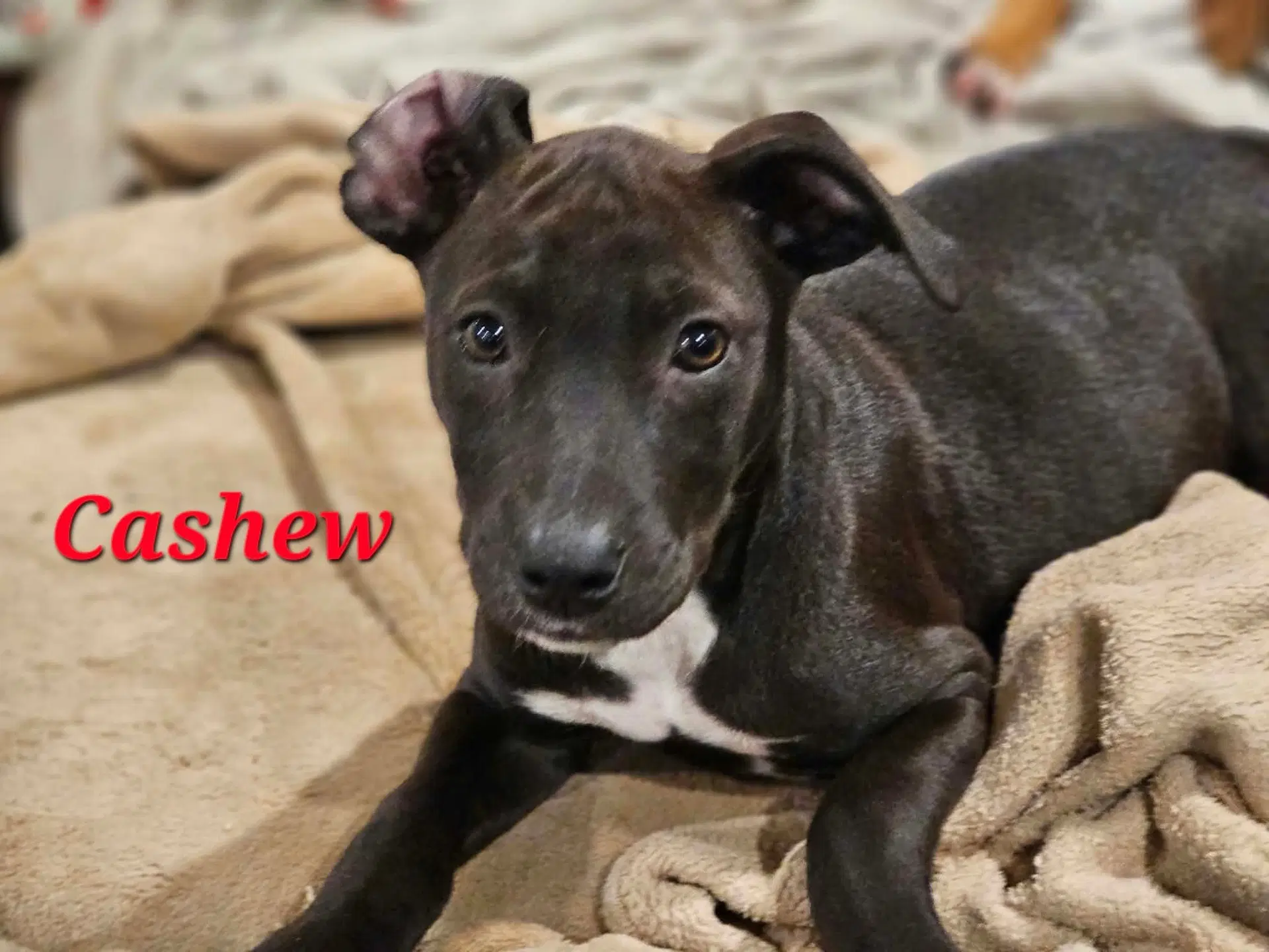 Cashew - Nut Litter - Labrador Retriever