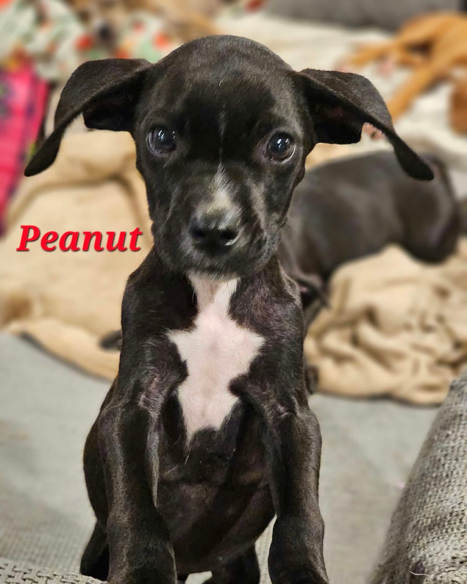 Peanut - Nut Litter, Labrador Retriever