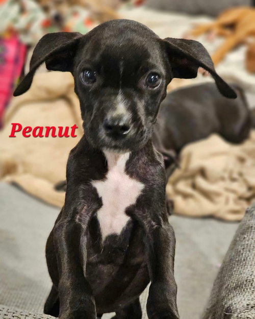 PEANUT - NUT LITTER, a dog for adoption from PAWS UP PET RESCUE INC