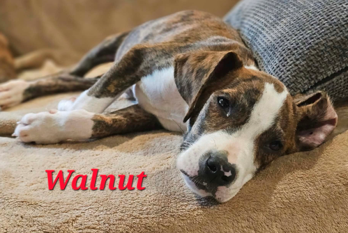 WALNUT - NUT LITTER, a dog for adoption from PAWS UP PET RESCUE INC