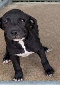 Wanda - The W Litter - coming soon!, a dog for adoption from PAWS UP PET RESCUE INC
