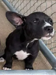 Wendy - The W Litter - Coming Soon - Labrador Retriever