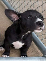 Wendy - The W litter - Coming Soon!