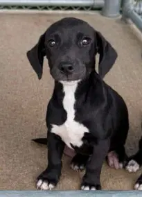 Willow - The W Litter - Coming Soon - Labrador Retriever
