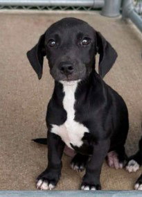 Willow - The W Litter - coming soon!, a dog for adoption from PAWS UP PET RESCUE INC