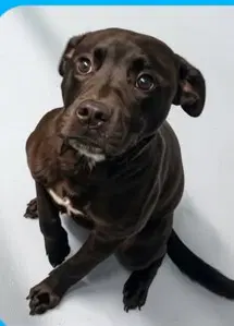 Radar - Coming Soon - Labrador Retriever