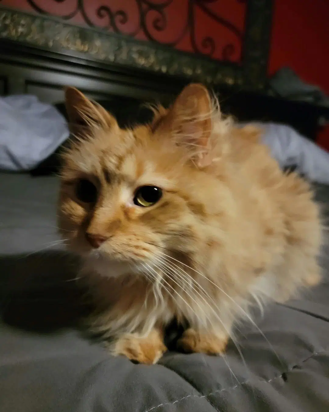Jack - Courtesy Post - Domestic Medium Hair