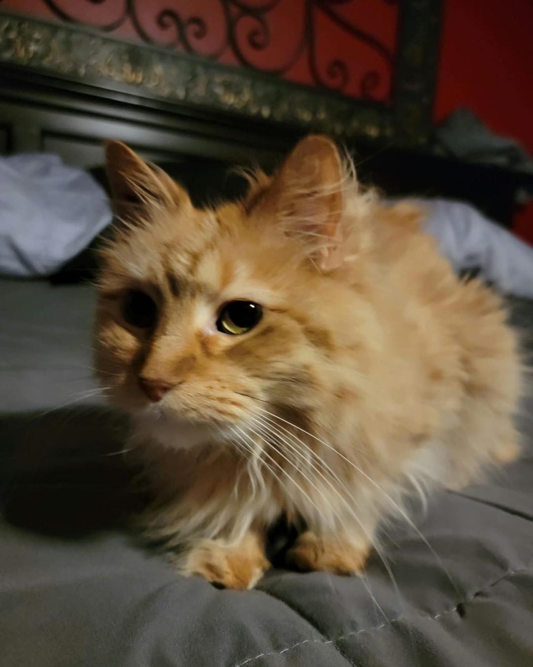 Jack - Courtesy Post