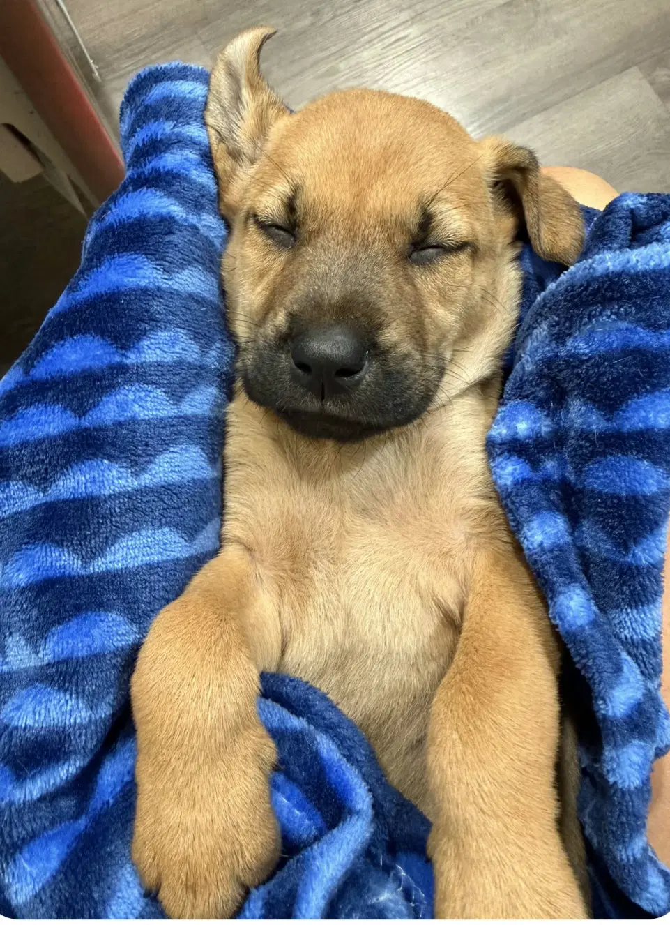 Theo - Black Mouth Cur