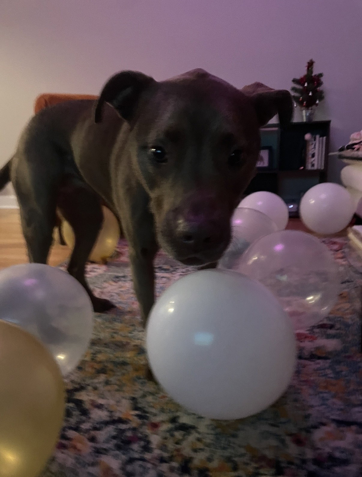 Coco, photo 2