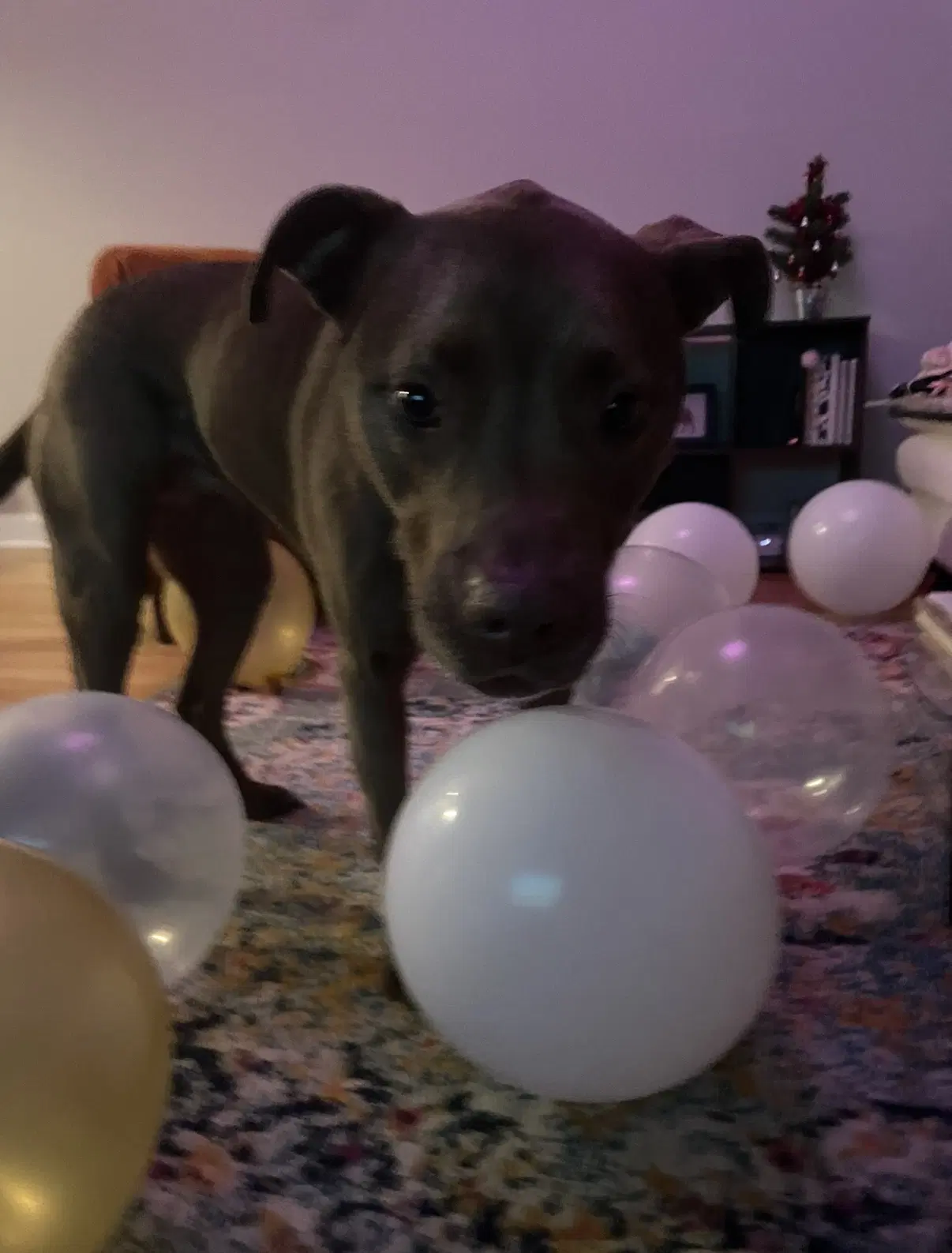 Coco image 2