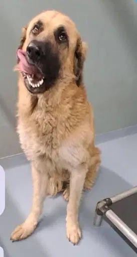 Bo - Coming Soon - Anatolian Shepherd