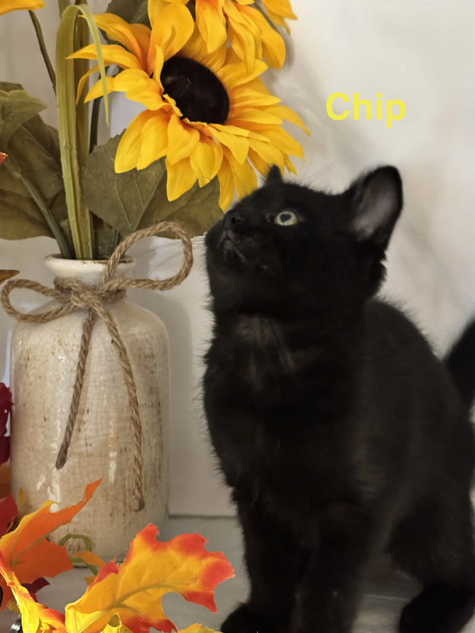 Chip - Cookie Crew - Domestic Short Hair