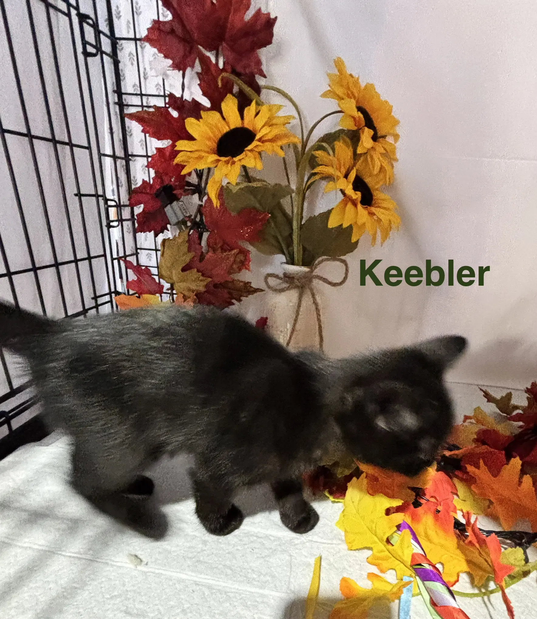 Keebler - Cookie Crew image 3