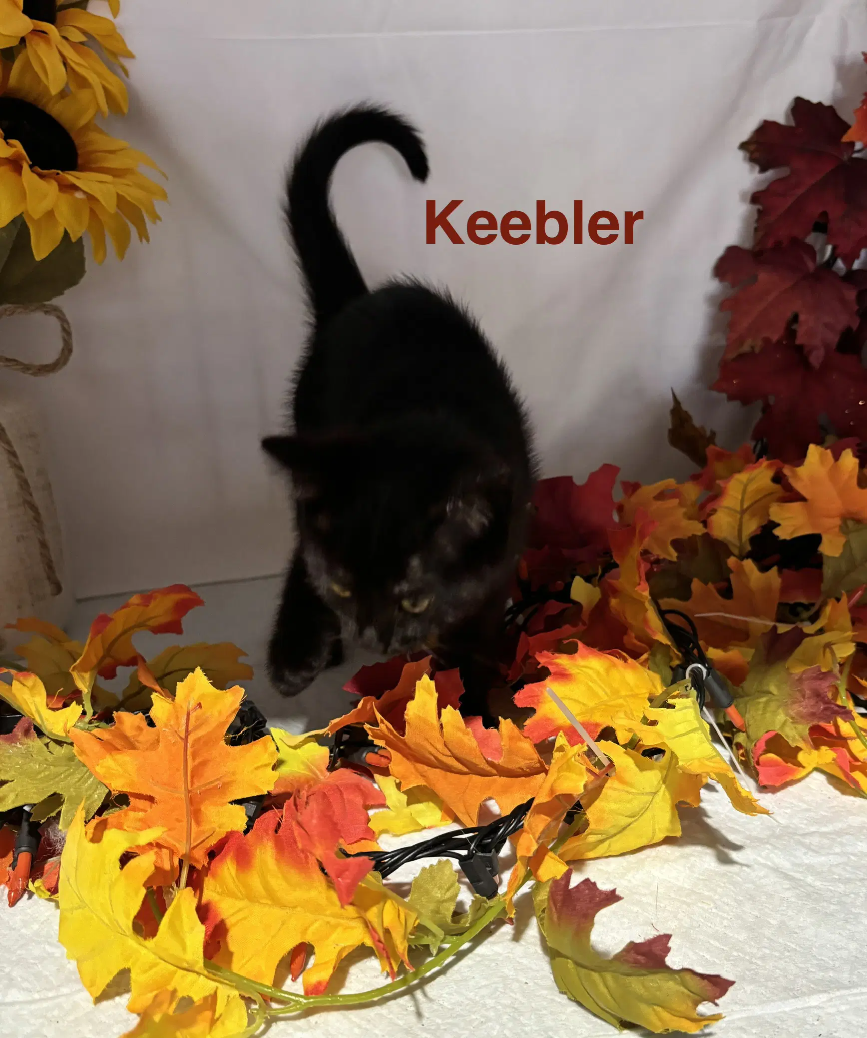 Keebler - Cookie Crew image 4
