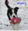 Wyatt