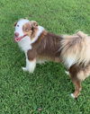 Pippin