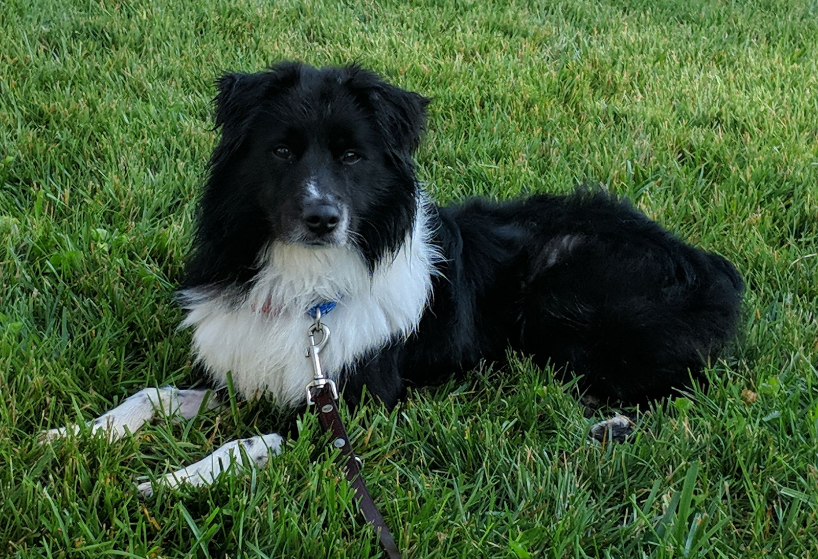 Black and white australian hot sale shepherd border collie mix