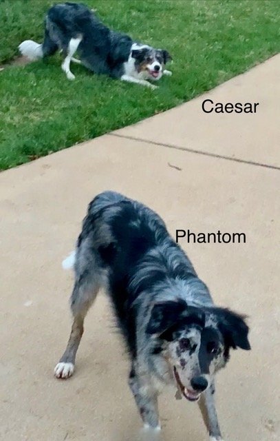 Phantom and Caesar