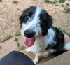 Willow (2022) (Adoption Pending)