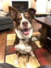 Scout
