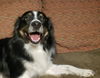 Roper (Bonded pair with Molly)
